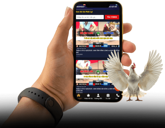 bj66-Chơi-Đá-Gà-Trực-img